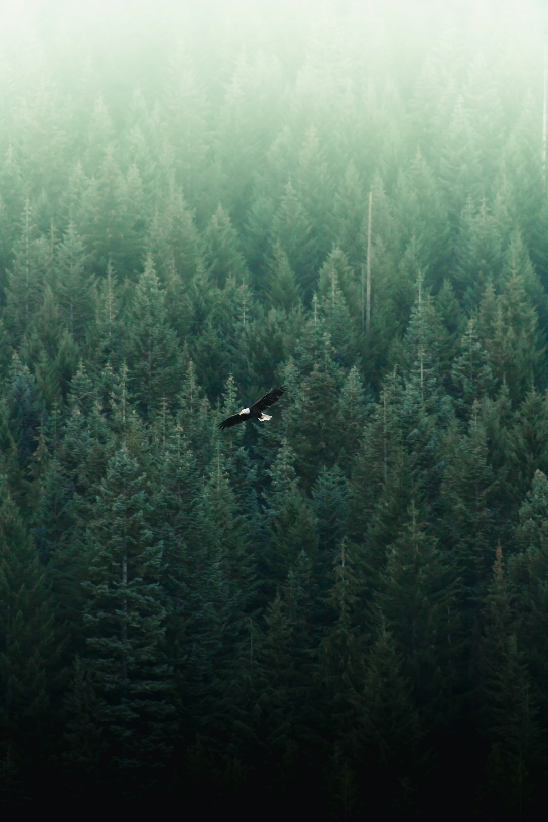 Medio ambiente imagen 1